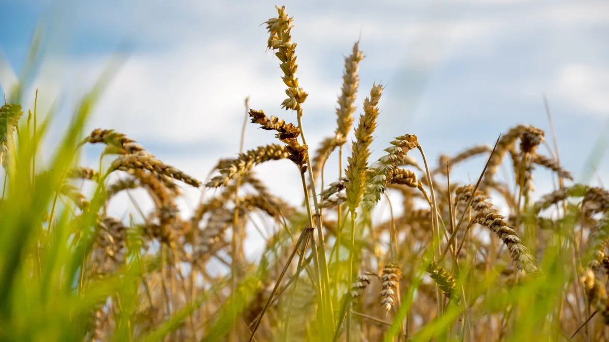 Россия предложила Западу снять санкции с «Россельхозбанка» для реализации зерновой сделки