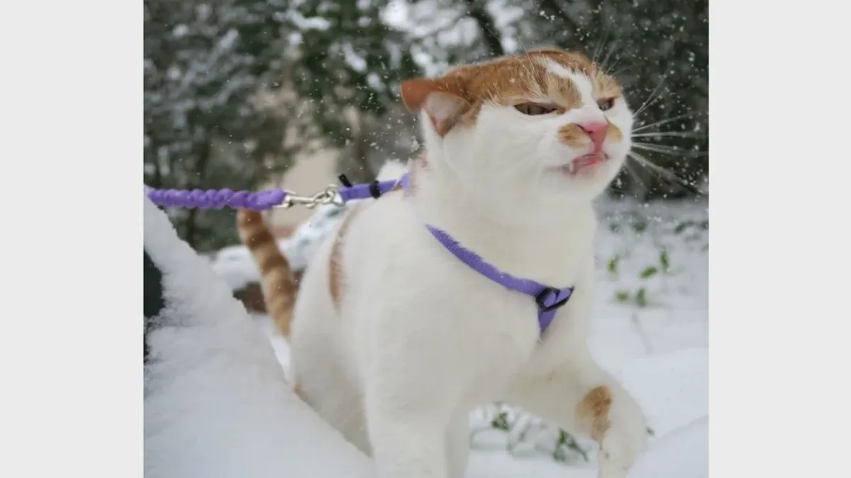Шапито. Котики, которые любят поваляться в снегу – просто порадоваться зиме 