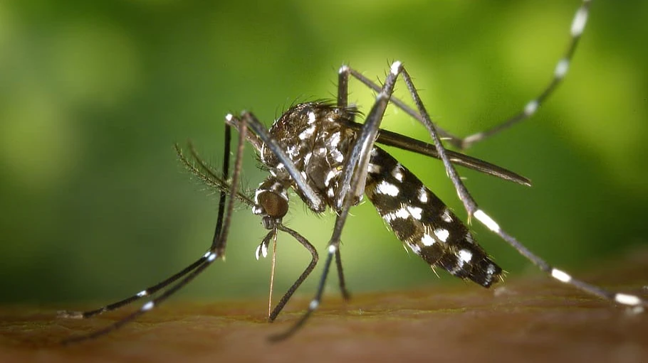 Минобороны: Украина участвовала в проекте по инфицированным комарам. Фото: piqsels.com
