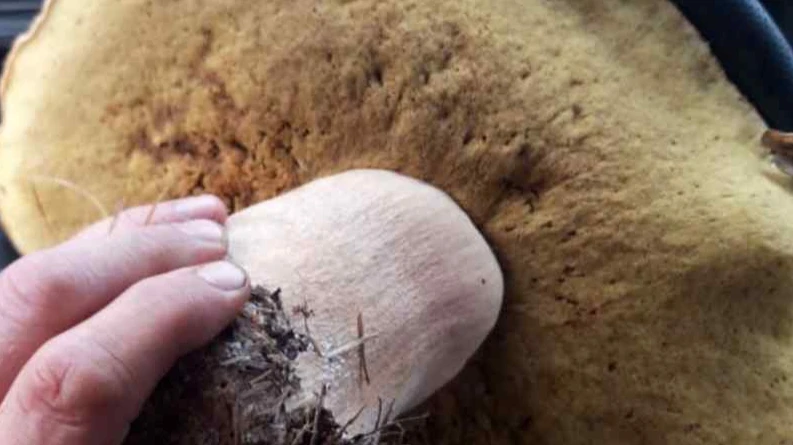 Житель Новосибирской области нашел в лесу гриб размером с руль автомобиля