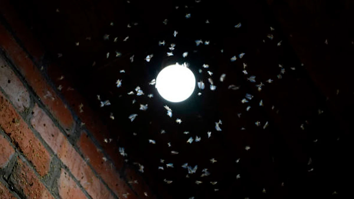 «Слишком силен, чтобы жуки могли его переносить»: Чем и как отпугнуть насекомых от уличного освещения 