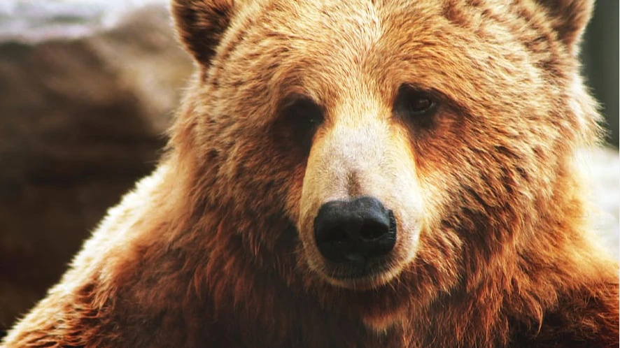 В Новосибирской области убьют 100 медведей
