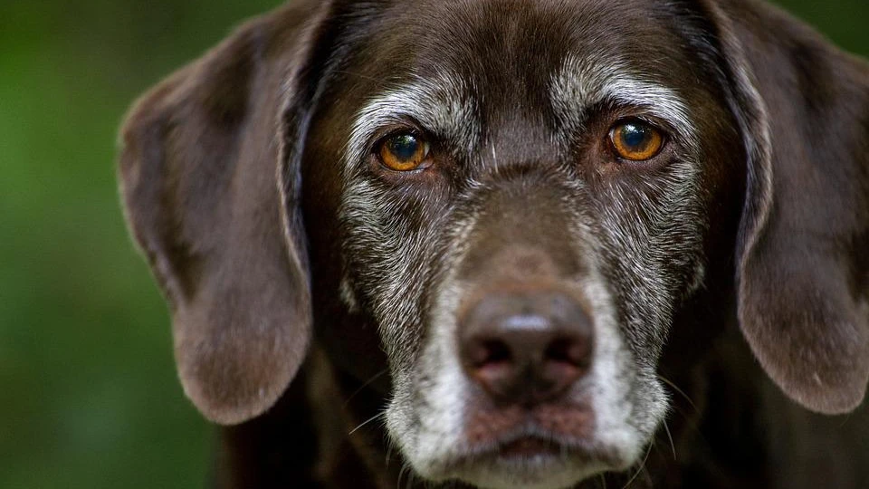 Как и у людей, у собак есть слезные протоки, которые наполняются слезами, чтобы их глаза оставались чистыми и здоровыми. Фото: pixabay.com