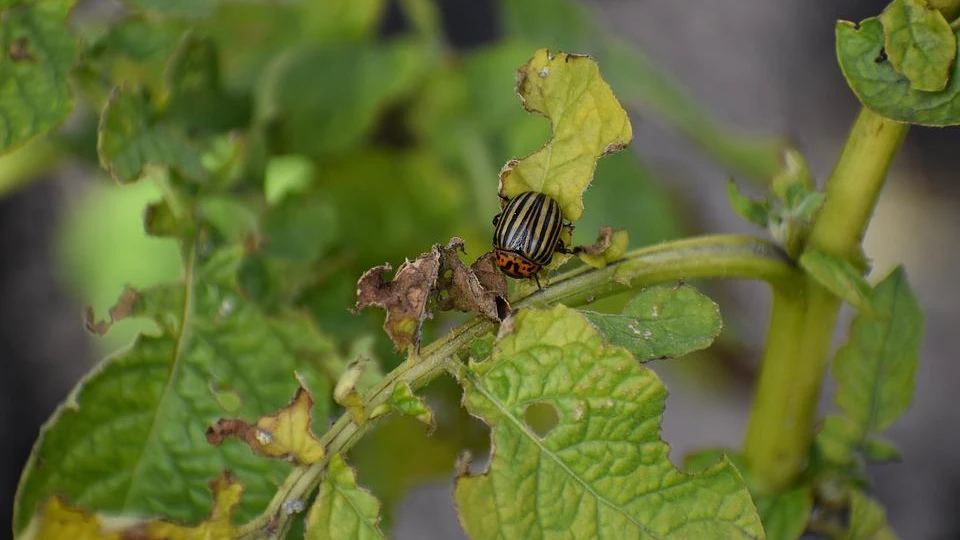 Как избавиться от саранчи и колорадского жука на даче и огороде – проверенные способы