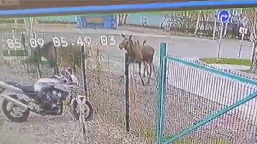 Лоси пытались прорваться через ограду. Фото: скриншот с камер видеонаблюдения