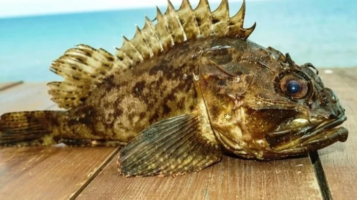 В Черном море появились ядовитые рыбы