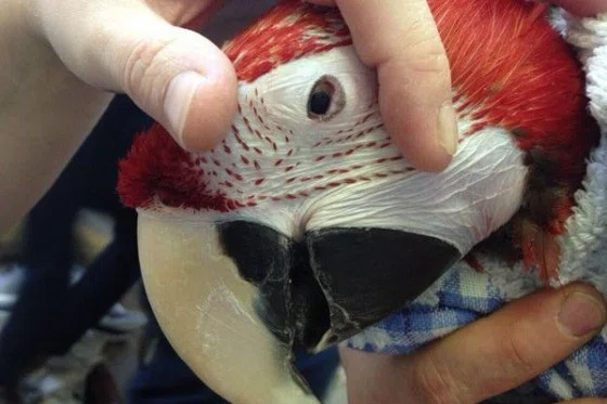 В Новосибирске спасли самого большого попугая в мире 