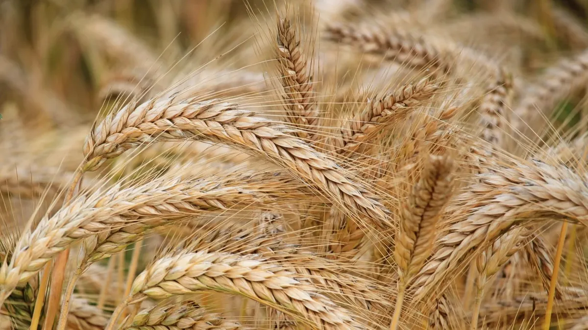 В этот день высаживали зерновые культуры. Фото: Pexels.com