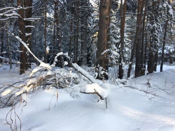 Граница Бердска и Искитимского района «виляет» в лесу за Новым поселком