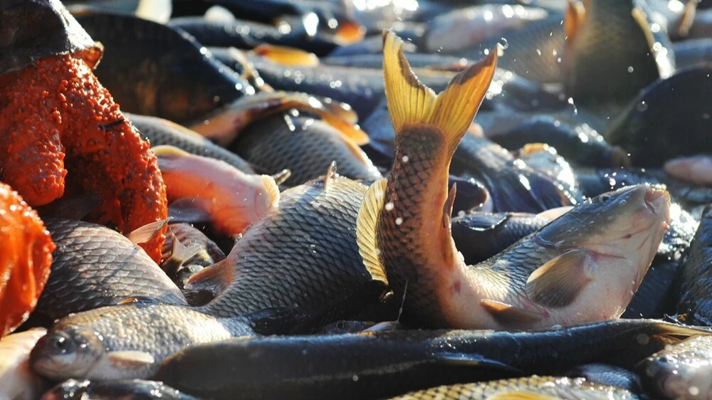 На 500 тонн больше сазанов и карасей выловили в этом году рыбохозяйственные предприятия региона