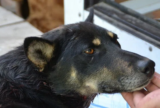 Бердчане не бросили в беде бездомную собаку и собрали почти 15 тыс. рублей на ее спасение