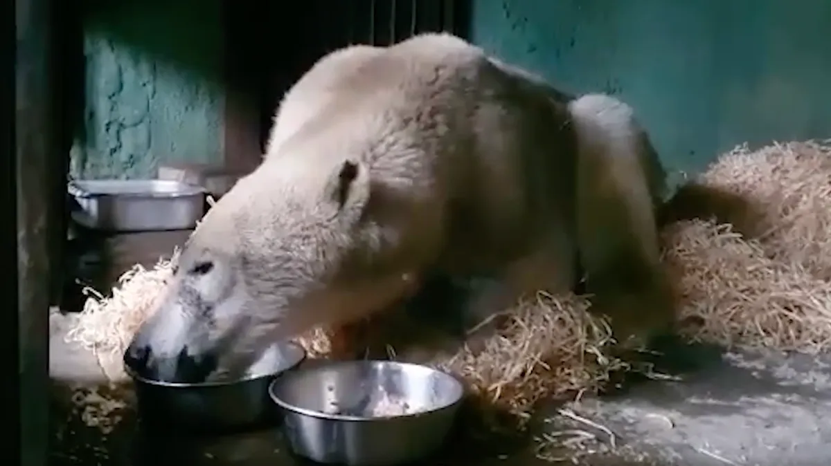 Спасенный на Диксоне раненый медведь устроил сотрудникам зоопарка водное шоу – видео