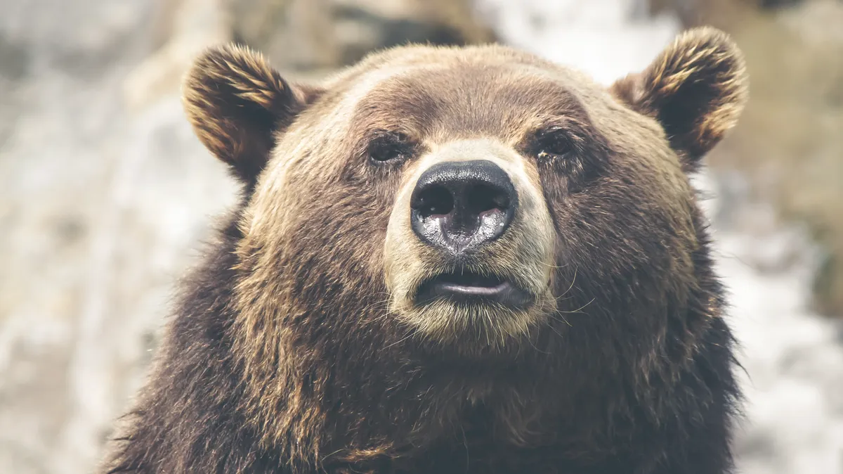 В Москву из ЛНР эвакуируют медведя