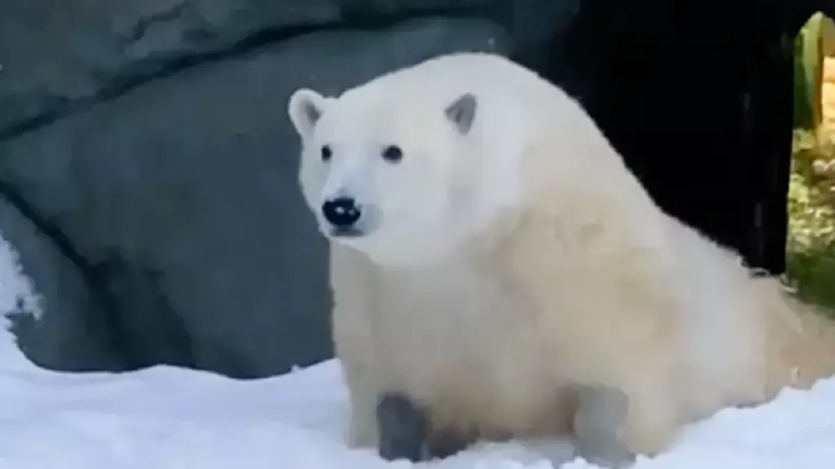 Медведь Диксон в московском зоопарке порадовался снегу - видео
