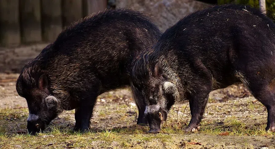 Дикие свиньи уничтожат землю: в чем причина?