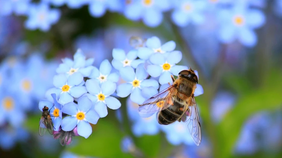 Пчелы с утра в поле не летят, а в ульях сидят и сильно жужжат – к осадкам.
Фото: pixabay.com