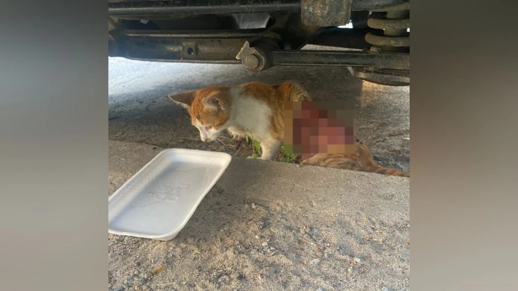В Нововоронеже изверг-живодер отрезал бездомному котенку задние лапы и частично освежевал 