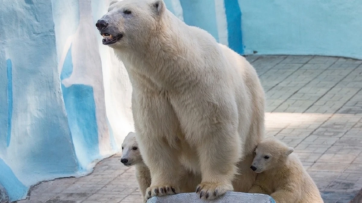 В Новосибирском зоопарке рассекретили имена белых медвежат – остановились на космическом варианте