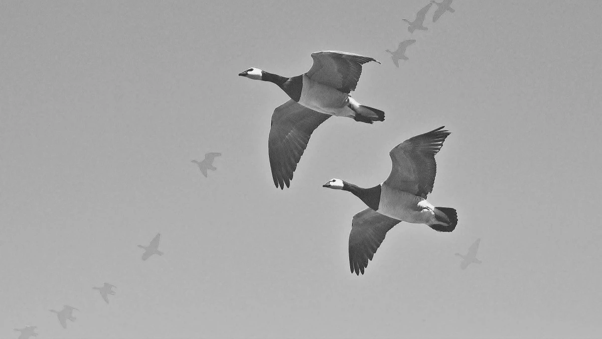 Высоко летят гуси в Воздвиженье – к высокому весеннему половодью, низко – к малому. Фото: pxhere.com