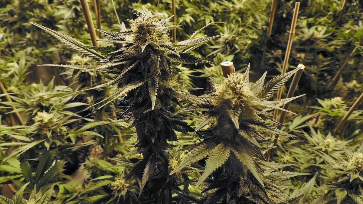 Российские военные нашли на позициях ВСУ ферму по промышленному выращиванию марихуаны