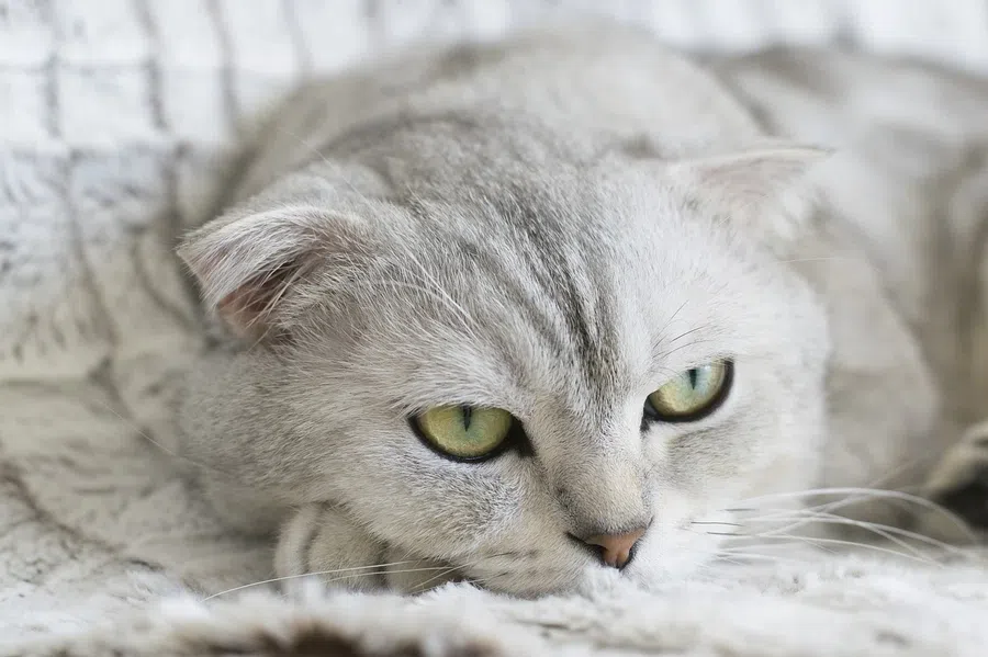 Кошка в доме действительно может исцелить вас: результаты исследования
