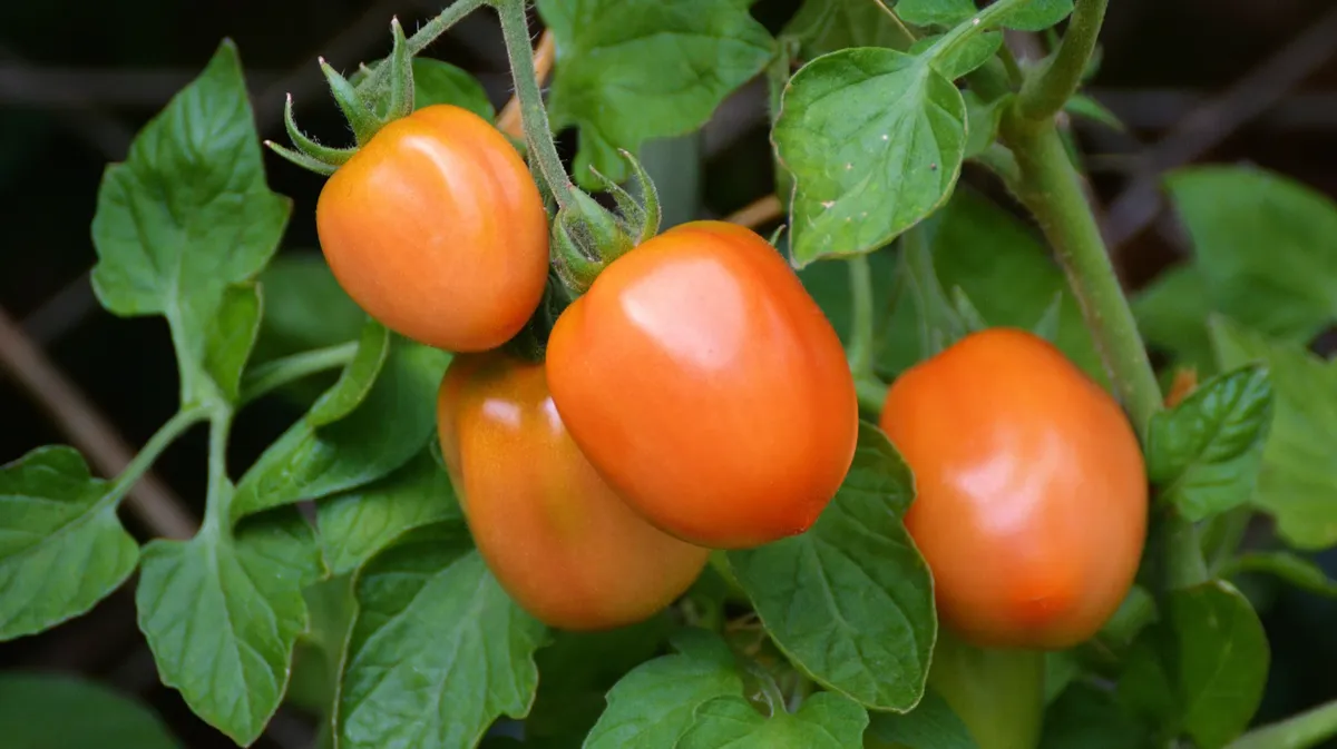 Чем обработать томаты на грядке: 5 болезней, которым подвержена растущие кусты. Лунный календарь дачника на июнь 2022: что сажать и когда