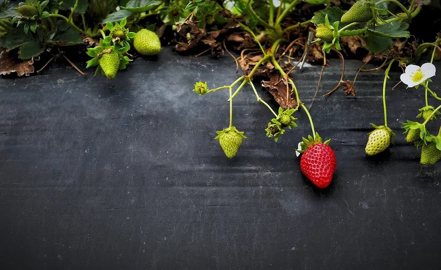 Как готовить грядки под клубнику и выращивать посадочный материал в июле?