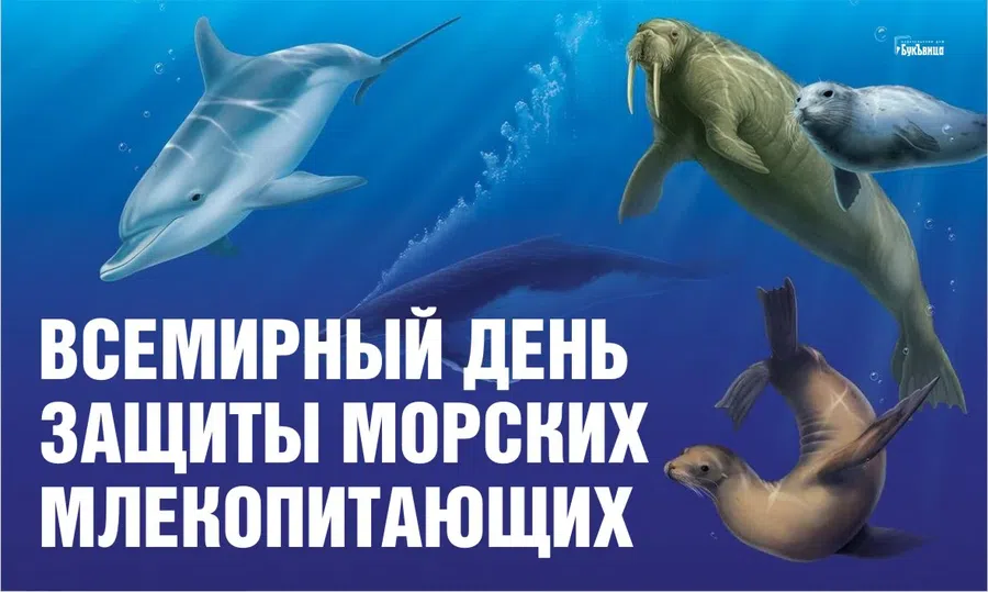 Неоценимые слова и открытки во Всемирный день защиты морских млекопитающих 19 февраля