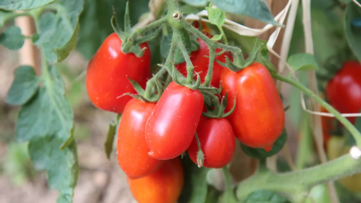 Зачем огородники посыпают томаты содой: лунный календарь подкормки томатов на июнь и июль – 5 способов