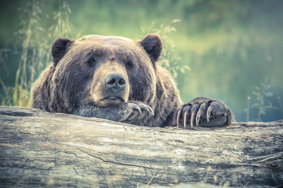 Во Владивостоке женщина смогла убежать от 2-х напавших на нее медведей