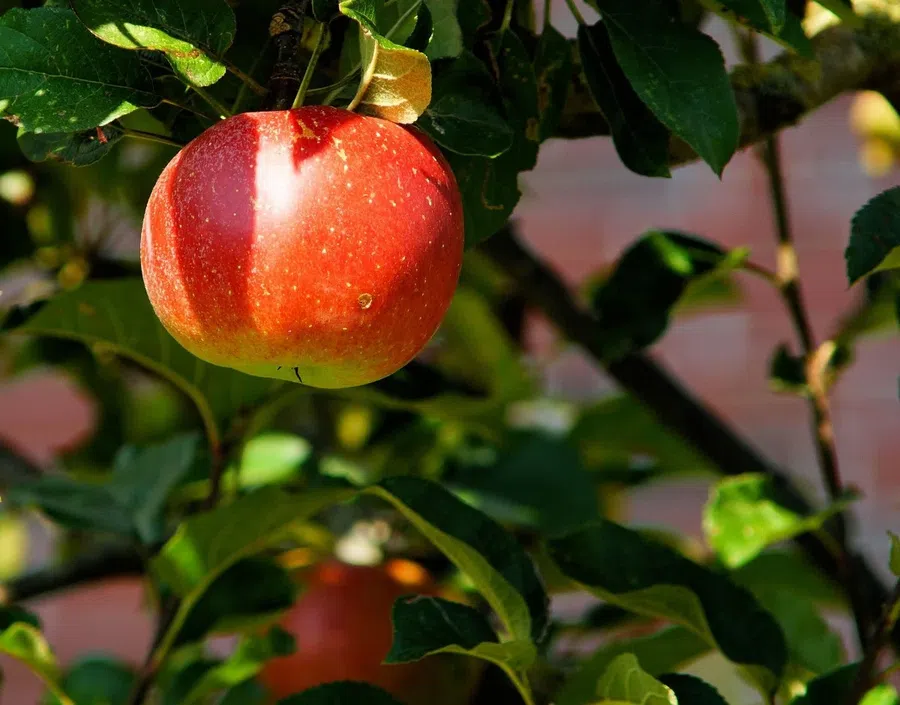 Как ухаживать за ветками яблони в момент сбора и после сбора урожая?