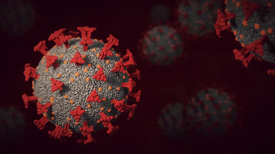 Белок-приманка работает против нескольких вариантов коронавируса