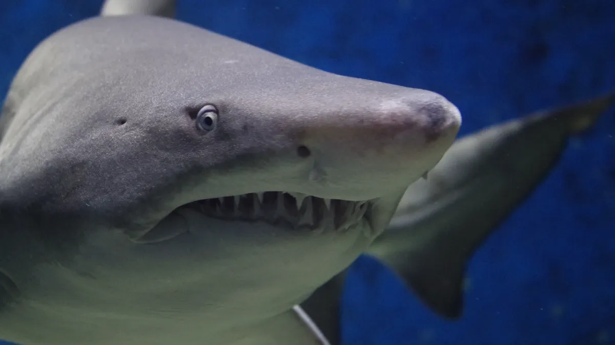 Новая Хургада: акула напала на дайвера в Красном море: британец Дэн Уайт заснял жуткие кадры на видео — почему хищники атакуют людей?