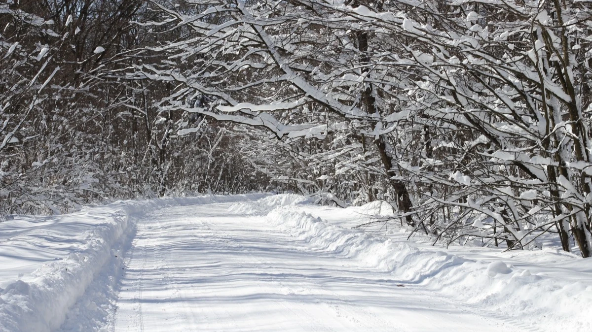 Большой иней во всю зиму – тяжелое лето для здоровья. Фото: pxhere.com