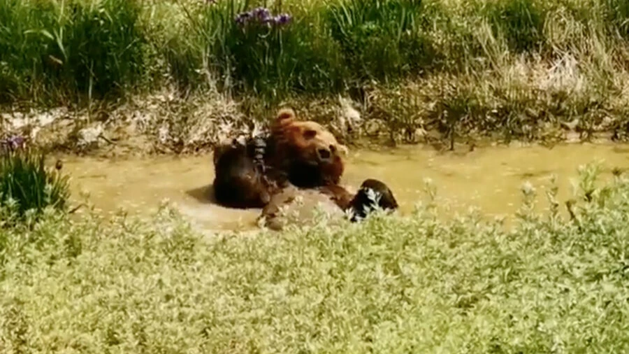 На Сахалине медведь несколько суток ел в берлоге убитых им женщину и мужчину 
