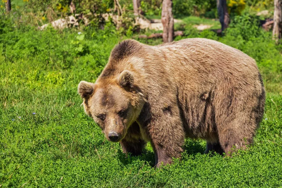 Медведи устали от леса и идут в усадьбы красноярцев