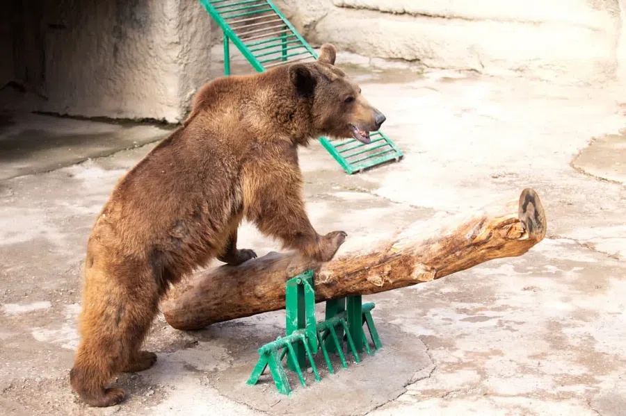 В Ташкенте мать бросила 3-летнюю дочь в вольер к бурому  медведю