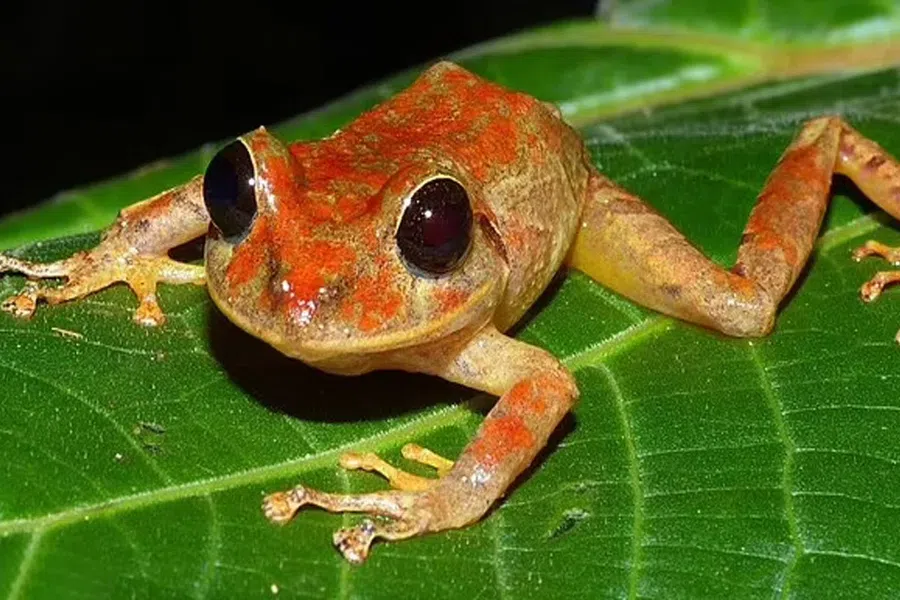 Недавно обнаруженная крошечная дождевая лягушка с большими черными глазами названа в честь Греты Тунберг