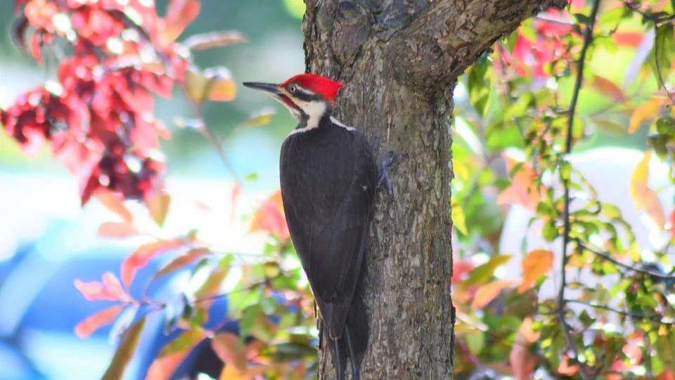 День Вуди Вудпекера (Woody Woodpecker Day) - США. Фото: pixabay.com