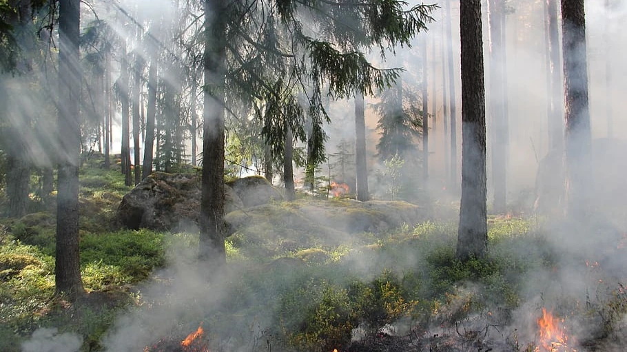 В Новосибирской области за неделю лесные пожары произошли на территории в 700 гектаров