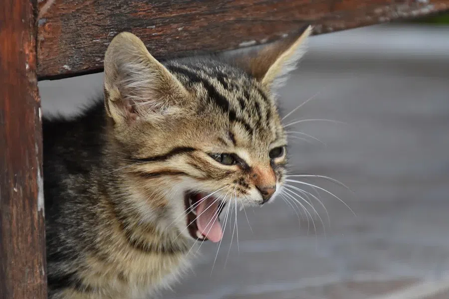 В Бердске волонтеры спасли рожавшую кошку с котом: Живодеры выбросили их в сумке
