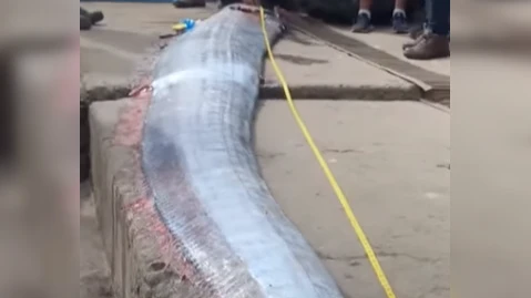 В Чили поймали вестника страшных катастроф: Сельдяной король длиной 5 метров может принести цунами и проклятье