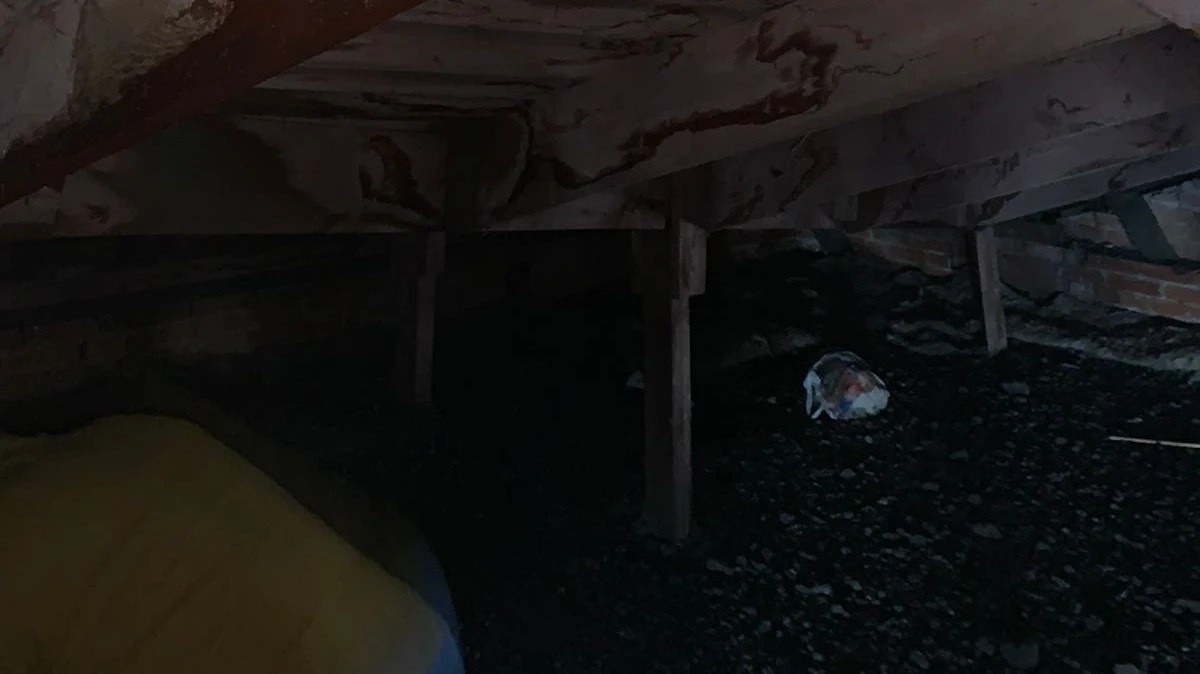 В элитном районе Бердска на чердаке дома 3 года умирают дикие голуби. Фото предоставлено героиней материала 