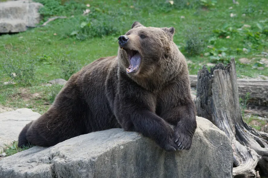 В парке "Ергаки" медведь задрал спортсмена из Москвы