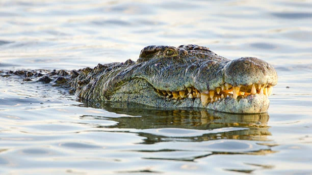 «Бум, вода просто взорвалась» Во Флориде 9-футовый аллигатор выпрыгнул из воды и проглотил 40-килограммовую собаку - хозяин лабрадора-ретривера Тоби даже не понял, что произошло 