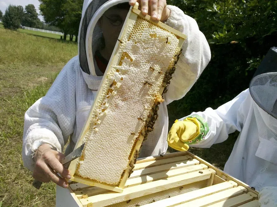 Можно ли собирать мед в Медовый спас 2021?