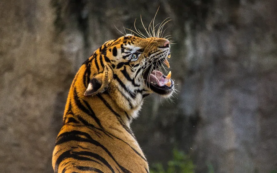 Водяной Тигр обладает своенравным характером. Этот зверь требователен ко всем жителям планеты. Фото: Pxfuel.com