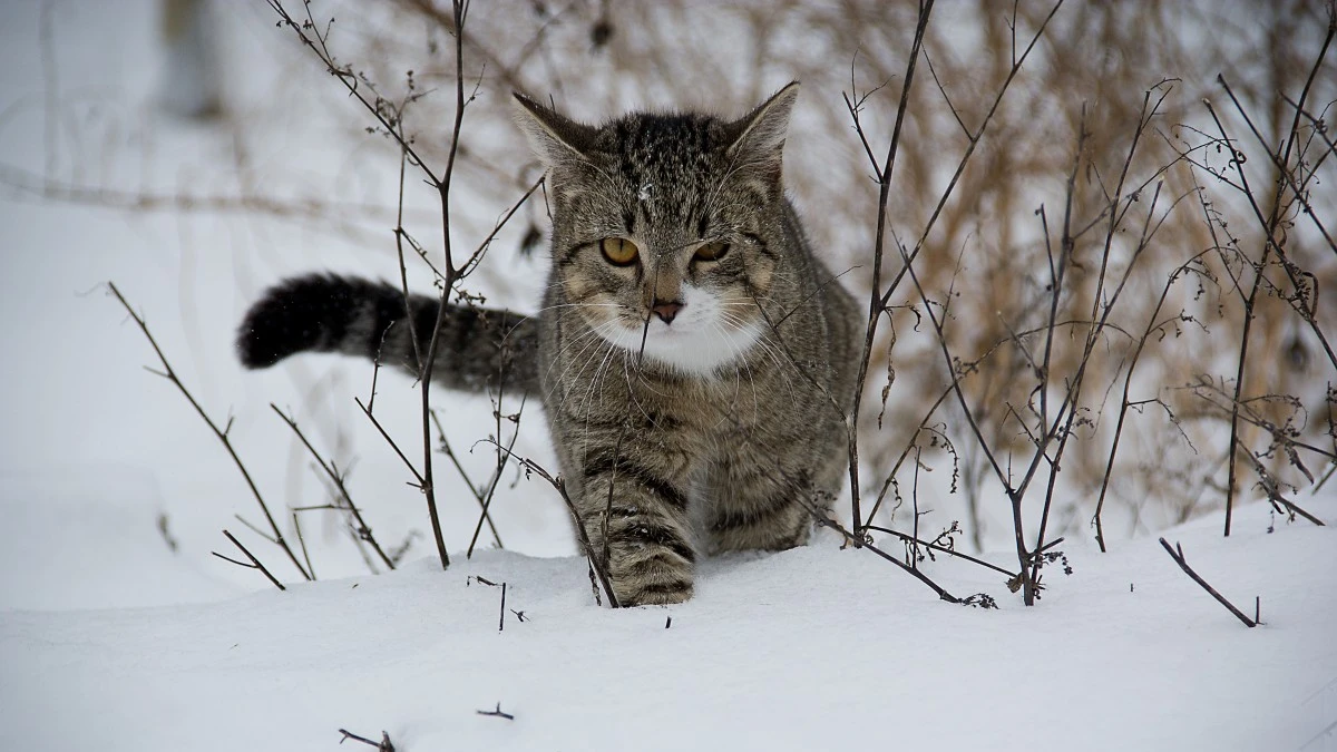 Топ-10 самых агрессивных пород кошек – из этих милых котят вырастают кошачьи монстры