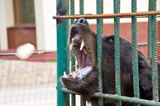 О томских медведях хотят позаботиться столичные зоозащитники