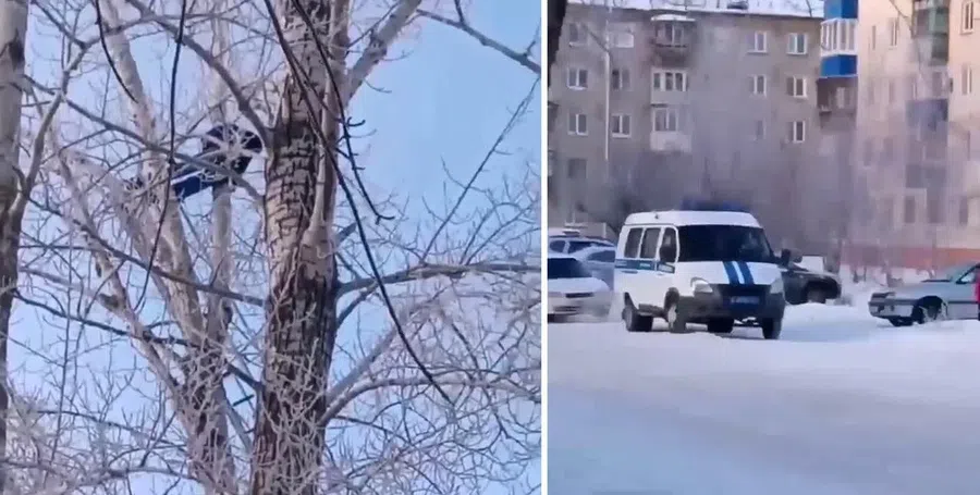 Зависимый изнасиловал 15-летнюю дочь сожительницы и залез на дерево от страха в Омске. Полицейские достали подозреваемого